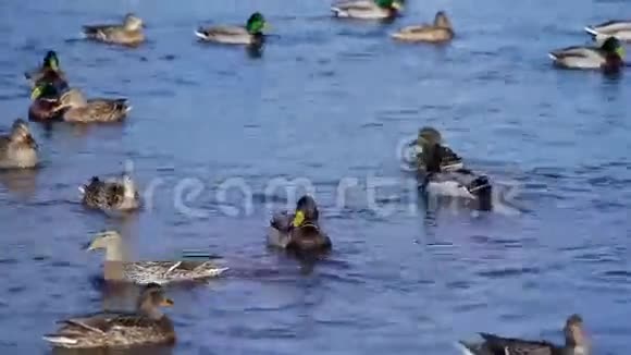 大鸭子成群地漂浮在湖面上马拉德鸭子在水中游泳视频的预览图