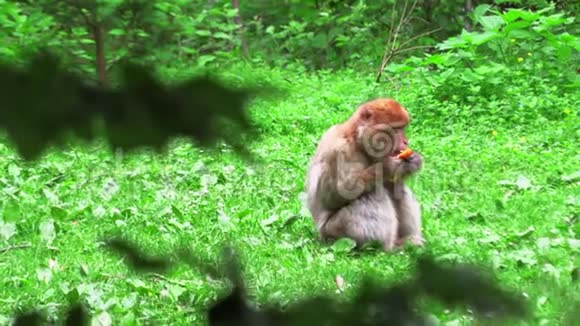 寻找营养的成年猴视频的预览图