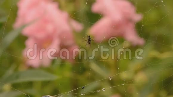 小苍蝇在蜘蛛网上觅食视频的预览图