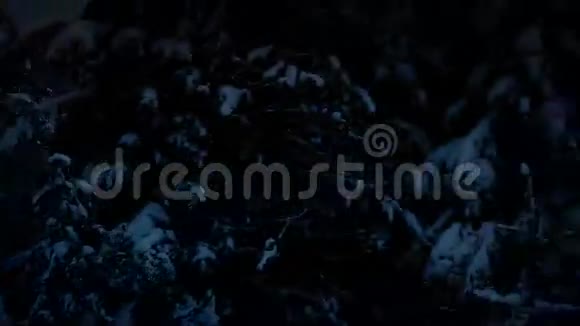 夜间飞过白雪覆盖的树木视频的预览图