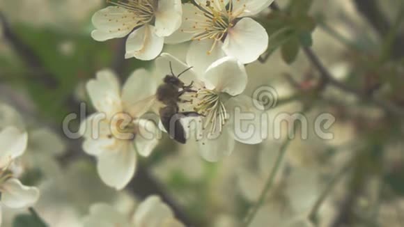 蜜蜂对花慢动作视频的预览图