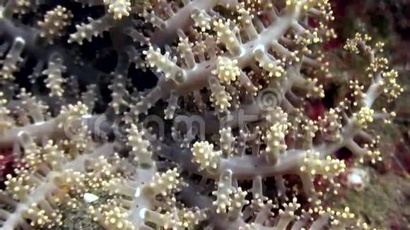 菲律宾野生动物世界水下软珊瑚视频的预览图