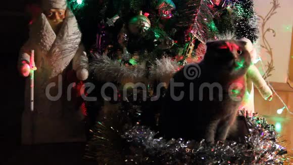 猫蹲在圣诞树附近视频的预览图