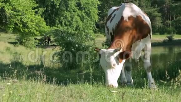 牛在草地上放牧一头牛在草地上平静地吃草视频的预览图