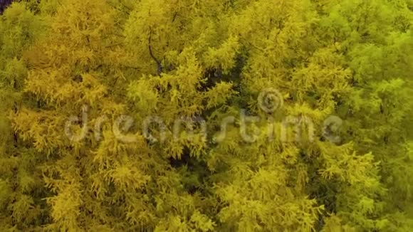 俄罗斯森林亮橙黄红色空中观景直升机无人机视频的预览图