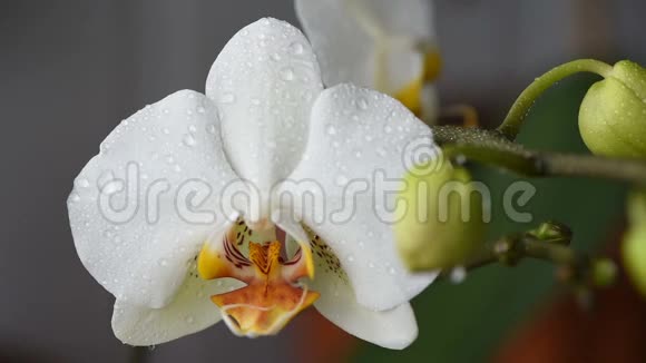 白色盛开的兰花视频的预览图