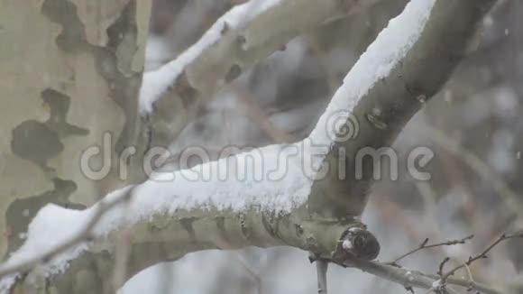 在树枝上下雪视频的预览图