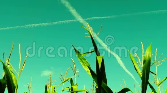 夏日的玉米地随风移动壮观的天空飞机的痕迹视频的预览图