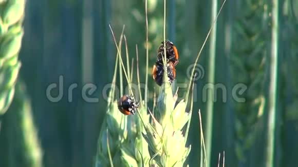 三只瓢虫爬在麦穗上视频的预览图