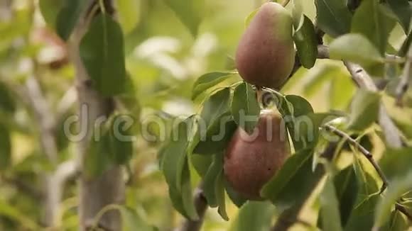 阳光下树上的果汁梨视频的预览图
