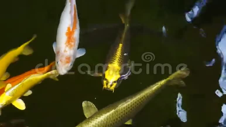 美丽的锦鲤在池塘里捕鱼视频的预览图