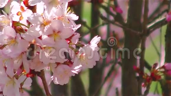 粉红色樱花上的蜜蜂视频的预览图