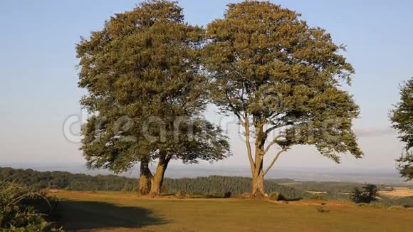 英国七姐妹树在科特尔斯通的顶端视频的预览图