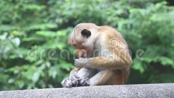 靠近丹布拉金神庙附近的猴子丹布拉金神庙是斯里兰卡的世界遗产视频的预览图