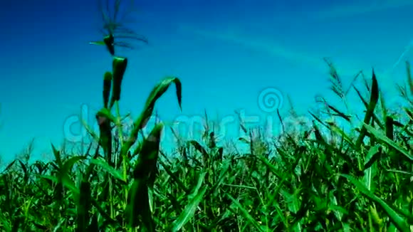 玉米地夏风梯度天平面痕迹视频的预览图