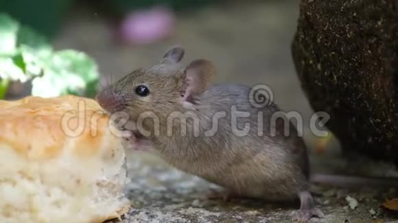 老鼠在城市住宅花园里用废弃的蛋糕喂食视频的预览图