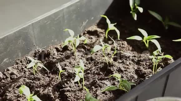 从土壤中培育绿色幼苗视频的预览图