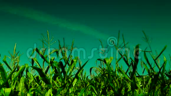 八月阳光明媚的一天有风斜的玉米地飞机上有痕迹视频的预览图