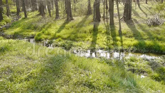 阳光树林河边杂草丛生茂密的雪松黎明红杉林树林丛林灌木湿地视频的预览图