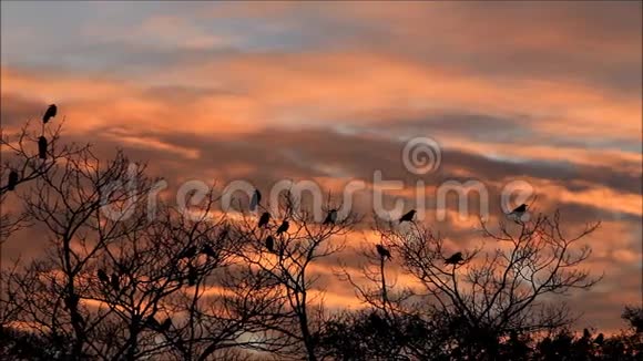 日落时分在树上的乌鸦万圣节视频的预览图