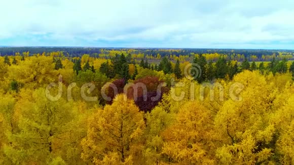 森林在秋天的季节亮橙黄红颜色的空中观景直升机无人机视频的预览图