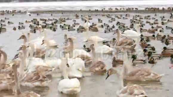 冬天冰冻湖上的鸟数百只天鹅和鸭子视频的预览图