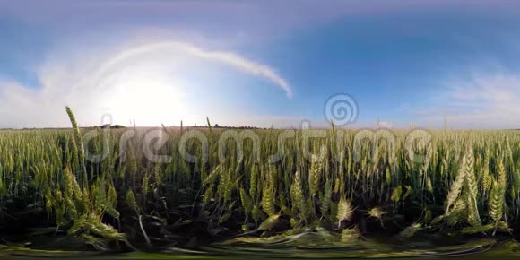 绿色麦田360VR视频的预览图