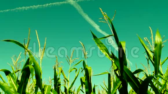 八月的阳光照耀着玉米地飞机在天空上留下痕迹视频的预览图