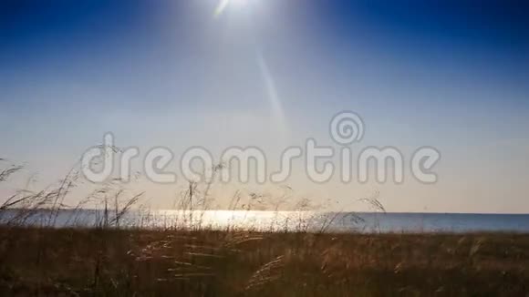 相机拍摄沙滩上的海草阳光反射视频的预览图