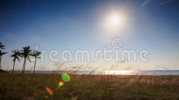 相机拍摄沙滩上的海草阳光反射视频的预览图