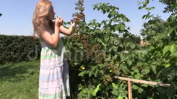 年轻的孕妇吃花园里树枝上的黑莓视频的预览图