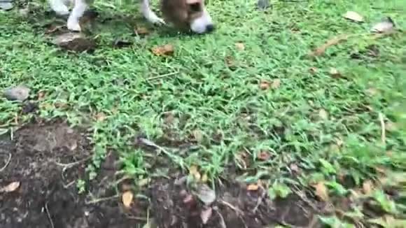 年轻可爱的小猎犬在公园里散步印度尼西亚巴厘热带岛屿视频的预览图