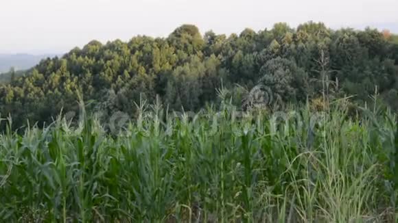 美丽乡村景观玉米地视频的预览图