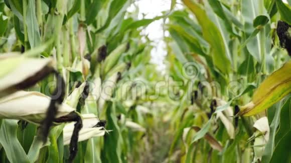 收获前的玉米地成熟的玉米芯排在后面细节视图淹没在玉米之间视频的预览图