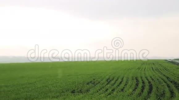 田野上的雨明亮的天空冬小麦的背景视频的预览图