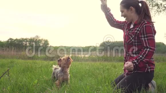 日落时分女孩和一只狗在大自然中玩耍狗约克郡猎犬在大自然中玩生活方式球视频的预览图