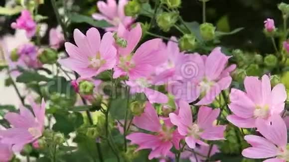 粉红花朵上的大黄蜂视频的预览图