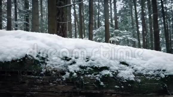 穿过森林中覆盖着雪的原木视频的预览图