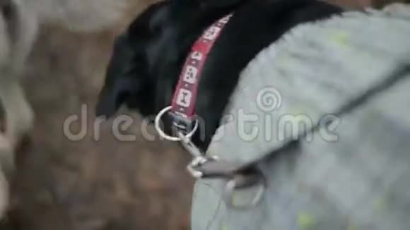 黑拉布拉多狗在森林里散步堕落早上走路的狗微笑的狗视频的预览图