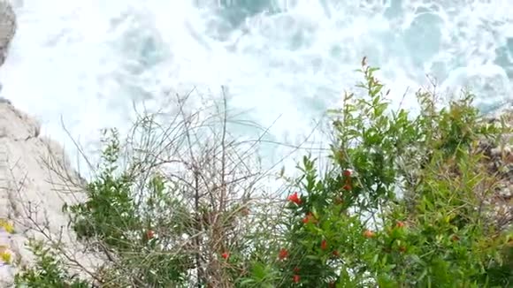黑山树上开花石榴果石榴视频的预览图