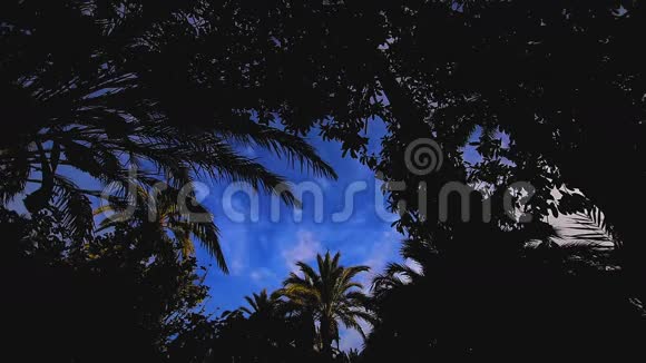 天景棕榈树时间推移视频的预览图