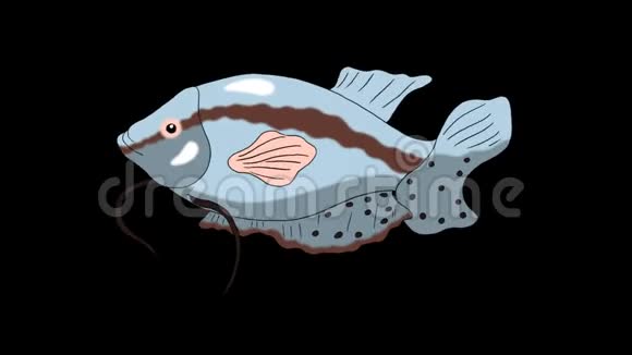 大型灰色水族馆鱼水阿尔法哑光环视频的预览图