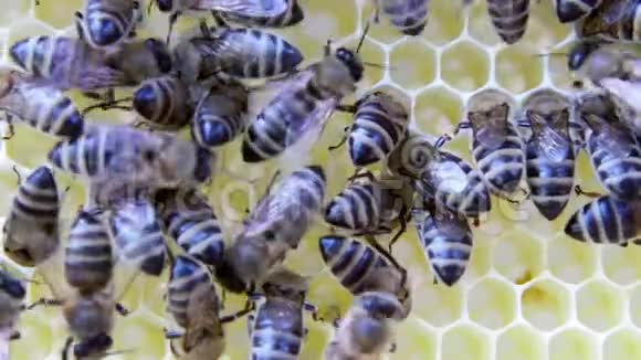 忙碌的蜜蜂近距离观看蜂巢上的工作蜜蜂视频的预览图
