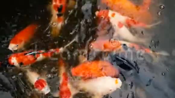 充满活力的七彩日本锦鲤鱼在传统的花园池塘游泳中国花剑在水面下视频的预览图