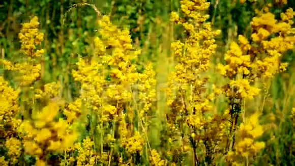 草地上美丽的黄花视频的预览图