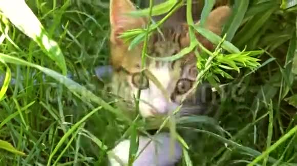 猫宝宝在草地上玩耍视频的预览图