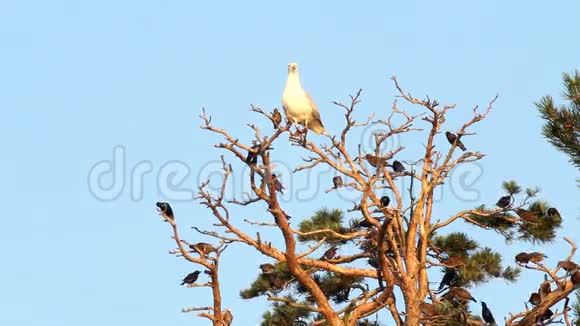 一群雏鸟和一只大海鸥在树上飞翔视频的预览图