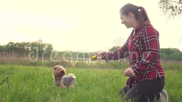 日落时分女孩和一只狗在大自然中玩耍狗约克郡猎犬在大自然中玩接球的生活方式视频的预览图
