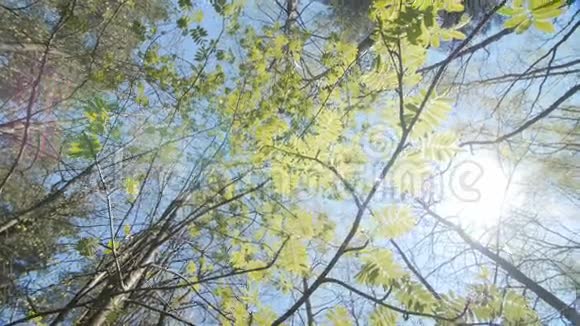 在罗万灌木丛的树冠下仰望春天视频的预览图