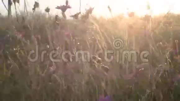 随风飘动的野花背光视频的预览图